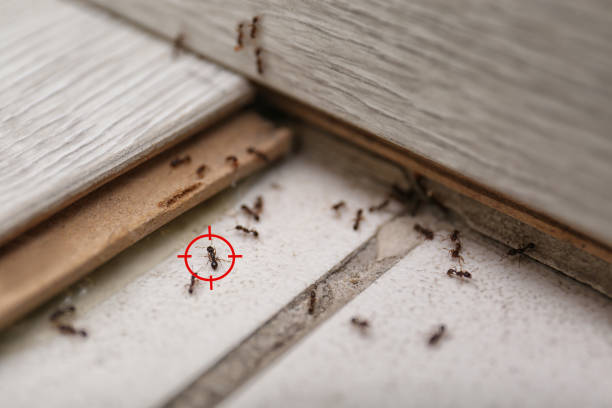 Best Emergency Pest Control  in Union City, MI